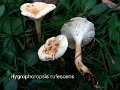 Aphroditeola olida-amf2027